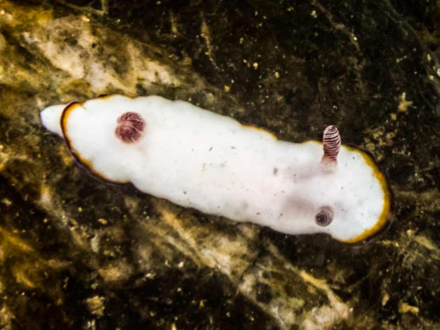 Goniobranchus preciosus